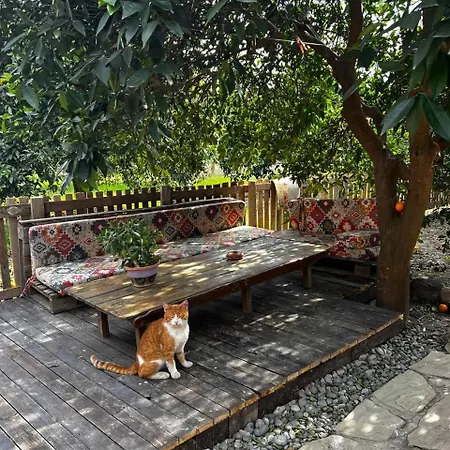 Nyaraló Havikanta *